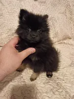 Candy y Valentina, a female Pomeranian for sale in Bronx, NY – 7 of 10