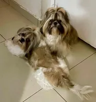 Balentina , a female Shih Tzu for sale in Bronx, NY – 6 of 9