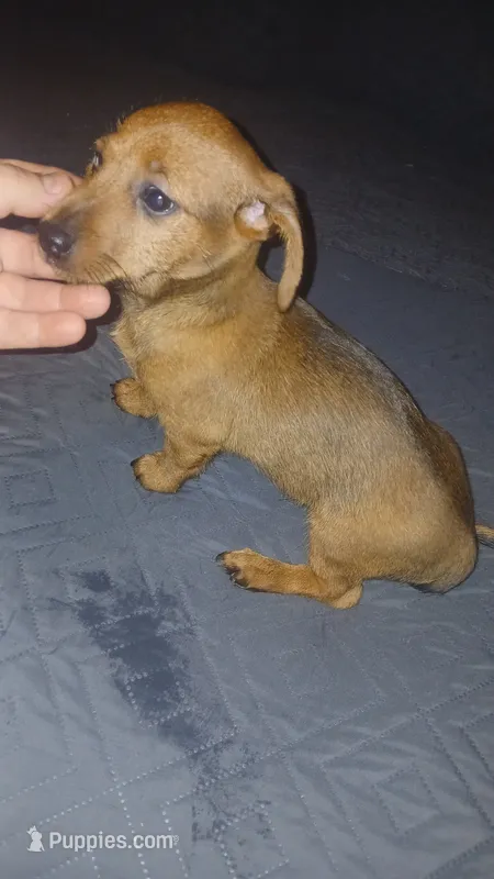 Valentina y caramelo , a female Dachshund and Miniature Dachshund for sale in Bronx, NY – 1 of 10