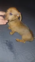 Valentina y caramelo , a female Dachshund and Miniature Dachshund for sale in Bronx, NY – 1 of 10