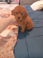 Mateo , a male Poodle - Toy  for sale in Bronx, NY – 2 of 6