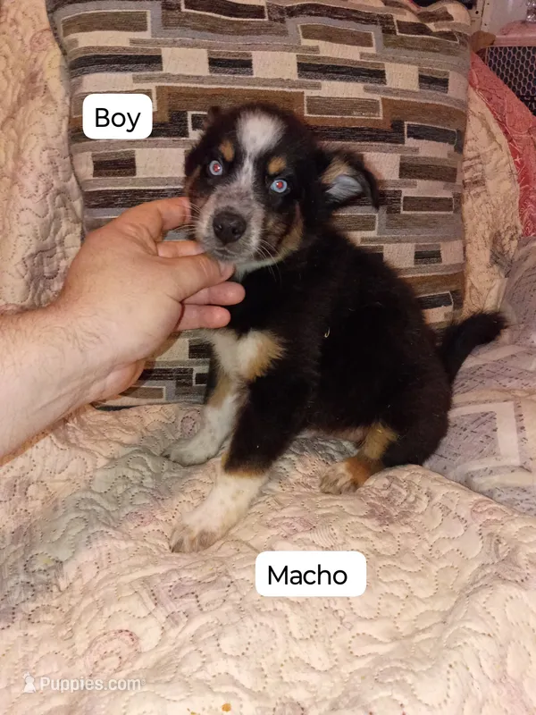 Milo  – Pomeranian, Pomsky puppy for sale in Bronx, NY