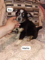 Milo , a male Pomeranian and Pomsky for sale in Bronx, NY – 1 of 10