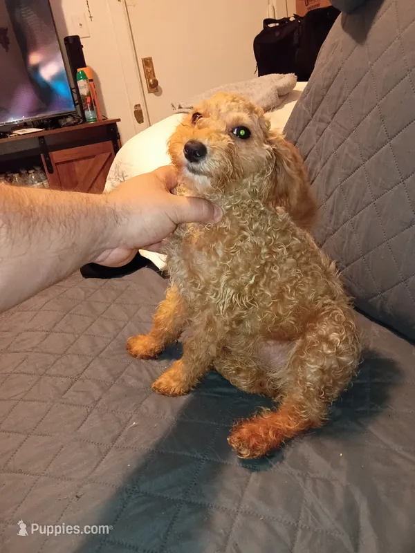 Balentina  – Poodle - Toy  puppy for sale in Bronx, NY
