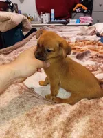 Melody , a female Chihuahua and Yorkshire Terrier for sale in Bronx, NY – 4 of 8