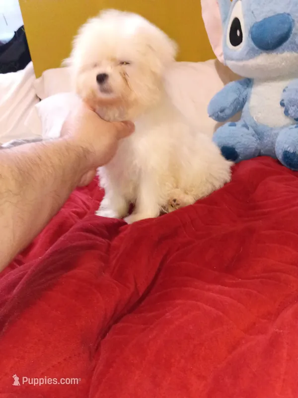 Bella  – Poodle - Toy  puppy for sale in Bronx, NY