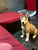 Togo , a male Siberian Husky and Alaskan Husky for sale in Bronx, NY – 1 of 5