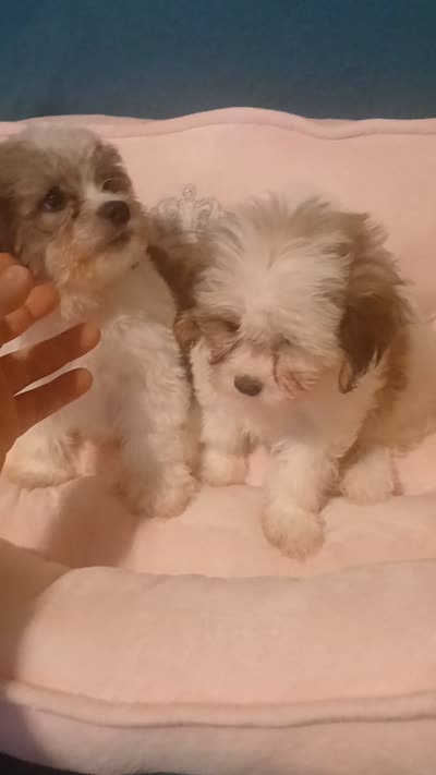 Balentina , a female Shih Tzu for sale in Bronx, NY – 8 of 9
