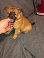 Garu , a male Pomeranian for sale in Bronx, NY – Photo 2 of 10