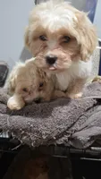 Lucas y mateo , a male Bichon Frise and Shih Tzu for sale in Bronx, NY – Photo 2 of 4