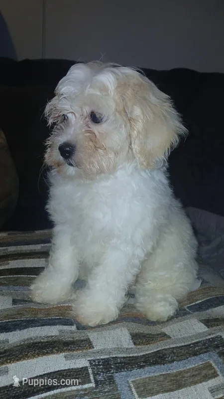  mateo  – Bichon Frise, Shih Tzu puppy for sale in Bronx, NY