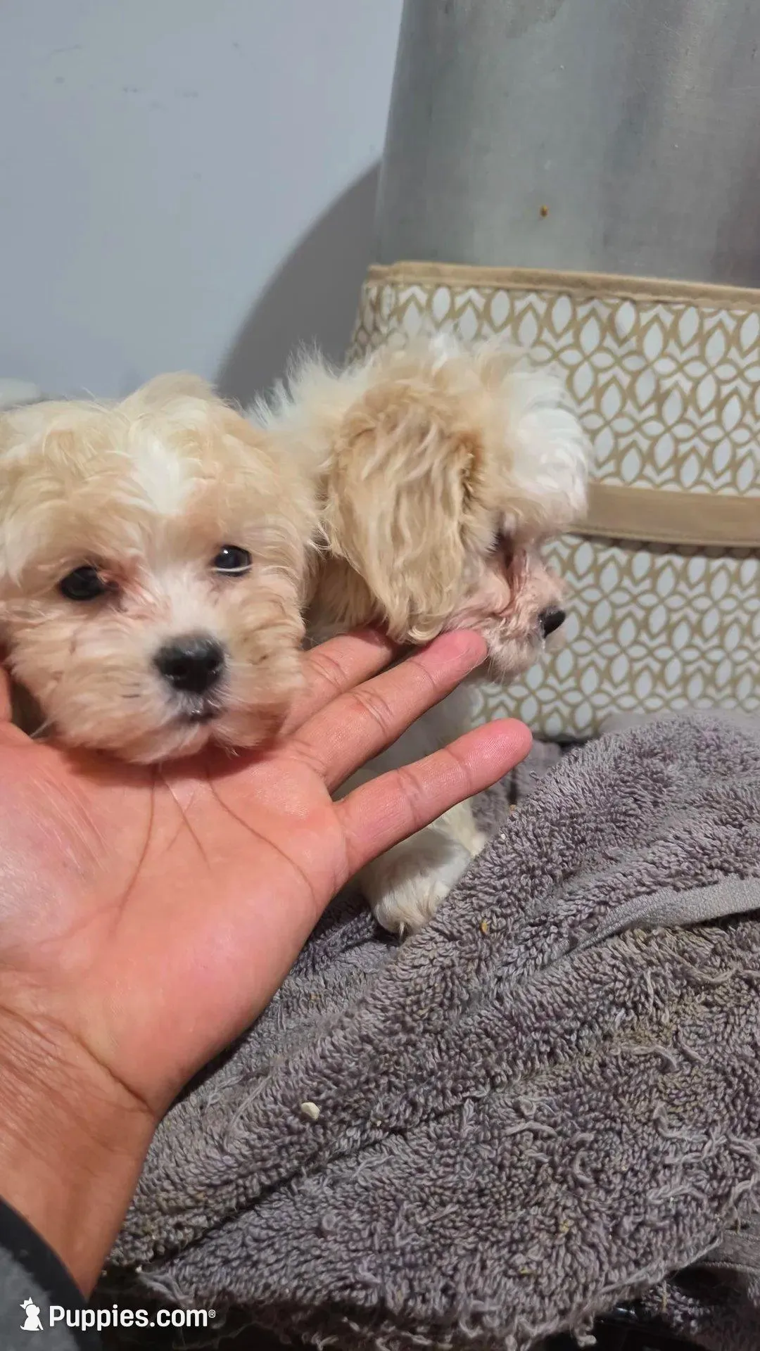  mateo , a male Bichon Frise and Shih Tzu for sale in Bronx, NY – Photo 9 of 10