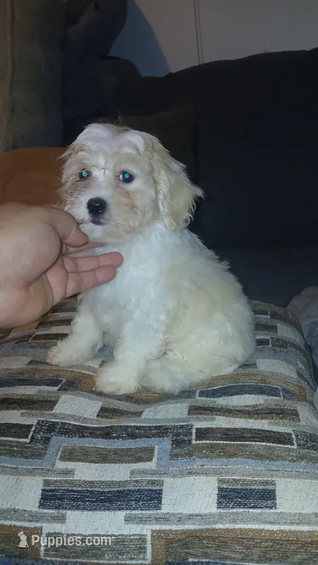  mateo  – Bichon Frise, Shih Tzu puppy for sale in Bronx, NY
