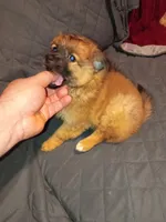 Garu , a male Pomeranian for sale in Bronx, NY – Photo 7 of 10