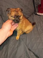 Garu , a male Pomeranian for sale in Bronx, NY – Photo 3 of 10