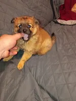 Garu , a male Pomeranian for sale in Bronx, NY – Photo 5 of 10