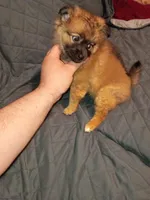 Garu , a male Pomeranian for sale in Bronx, NY – Photo 9 of 10