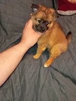 Garu , a male Pomeranian for sale in Bronx, NY – Photo 6 of 10