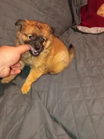 Garu , a male Pomeranian for sale in Bronx, NY – Photo 4 of 10
