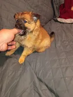 Garu , a male Pomeranian for sale in Bronx, NY – Photo 1 of 10