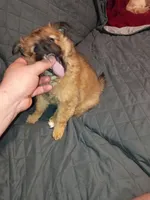 Garu , a male Pomeranian for sale in Bronx, NY – Photo 8 of 10