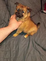 Garu , a male Pomeranian for sale in Bronx, NY – Photo 10 of 10