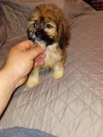 Stitch, a male Lhasa Apso and Shih Tzu for sale in Bronx, NY – 5 of 10