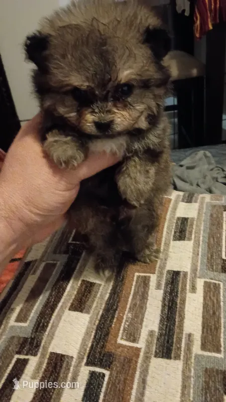 Pulgarcito – Pomeranian puppy for sale in Bronx, NY