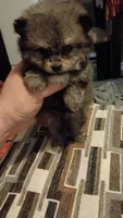 Pulgarcito, a male Pomeranian for sale in Bronx, NY – 1 of 2