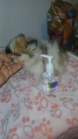 Balentina y Sofía , a female Pomeranian for sale in Bronx, NY – 7 of 10