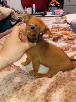 Melody , a female Chihuahua and Yorkshire Terrier for sale in Bronx, NY – 5 of 8