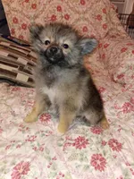 Camilo , a male Pomeranian for sale in Bronx, NY – 6 of 9