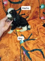 Toby , a male Poodle - Miniature  for sale in Bronx, NY – 1 of 4