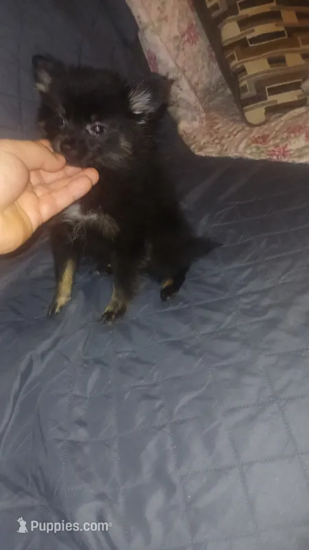  Valentina – Pomeranian puppy for sale in Bronx, NY