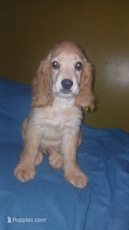 Stitch – Cocker Spaniel puppy for sale in Bronx, NY