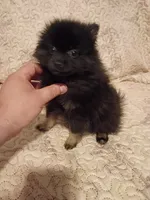 Candy y Valentina, a female Pomeranian for sale in Bronx, NY – 5 of 10