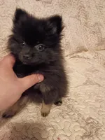 Candy y Valentina, a female Pomeranian for sale in Bronx, NY – 8 of 10