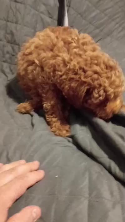 Caramelo , a male Poodle - Toy  for sale in Bronx, NY – 9 of 9