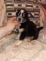 Milo , a male Pomeranian and Pomsky for sale in Bronx, NY – 4 of 10