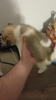 Sponky , a male Pomeranian for sale in Bronx, NY – 2 of 4
