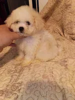 Jessy , a female Poodle - Toy  for sale in Bronx, NY – 4 of 7