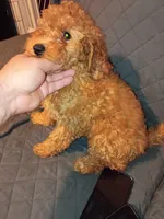 Dana , a female Poodle - Toy  and Poodle - Miniature  for sale in Bronx, NY – 1 of 7