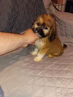 Stitch, a male Lhasa Apso and Shih Tzu for sale in Bronx, NY – 10 of 10