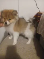 Woody, a male Pomeranian for sale in Bronx, NY – 3 of 4