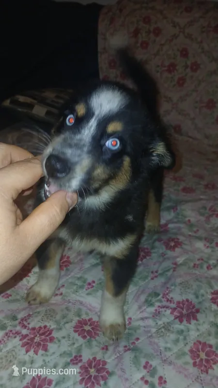 Milo  – Pomeranian, Pomsky puppy for sale in Bronx, NY