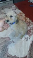 Caramelo , a male Poodle - Toy  and Poodle - Miniature  for sale in Bronx, NY – 3 of 6