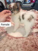 Dana y  sponky , a female Pomeranian for sale in Bronx, NY – 6 of 10