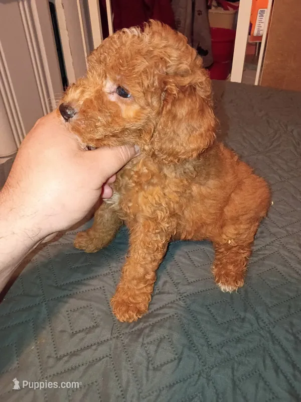 Mateo  – Poodle - Toy  puppy for sale in Bronx, NY