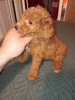 Mateo , a male Poodle - Toy  for sale in Bronx, NY – 1 of 5