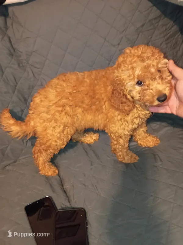 Dana  – Poodle - Miniature  puppy for sale in Bronx, NY